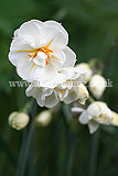 Narcissus (Daffodil)