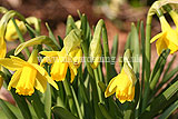 Narcissus 'Tête-à-tête' (Daffodil)