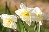 Narcissus (Daffodil)