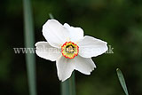 Narcissus poeticus var. recurvus 'Pheasant's Eye' AGM (Pheasant's eye daffodil, poet's narcissus, a group 13 daffodil)