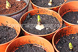 Narcissus (Daffodil) bulb planting