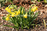 Narcissus 'Tête-à-tête' (Daffodil)