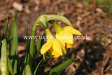 Narcissus 'Tête-à-tête' (Daffodil)