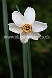 Narcissus poeticus var. recurvus 'Pheasant's Eye' AGM (Pheasant's eye daffodil, poet's narcissus, a group 13 daffodil)