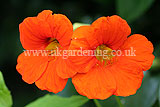 Tropaeolum (Nasturtium)