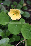 Tropaeolum (Nasturtium)