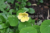 Tropaeolum (Nasturtium)