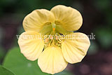 Tropaeolum (Nasturtium)