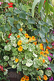 Tropaeolum (Nasturtium)