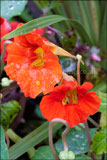 Tropaeolum (Nasturtium)