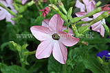 Nicotiana (Tobacco plant)