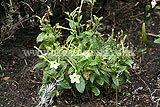 Nicotiana (Tobacco plant)