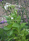 Nicotiana sylvestris (Tobacco plant)