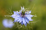 Nigella damascena (Love-in-a-mist)