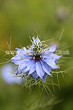 Nigella damascena (Love-in-a-mist)