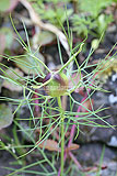 Nigella damascena (Love-in-a-mist) seed pod
