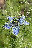 Nigella damascena (Love-in-a-mist)