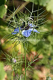 Nigella damascena (Love-in-a-mist)