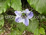 Nigella damascena 'Miss Jekyll' (Love-in-a-mist)