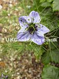 Nigella damascena 'Miss Jekyll' (Love-in-a-mist)