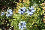 Nigella damascena 'Miss Jekyll' (Love-in-a-mist)