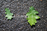 Difference in size of oak leaf