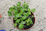 Ocimum basilicum (Basil, Sweet basil)