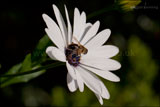 Osteospermum 'Glistening White' syn. Dimorphotheca pluvialis (Cape marigold, Cape daisy, Rain daisy, African daisy) with hover fly