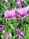 Osteospermum 'Summertime Deep Purple' (Cape marigold, Cape daisy, Rain daisy, African daisy)
