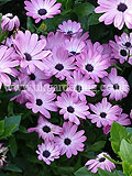 Osteospermum 'Summertime Pink Charm' (Cape marigold, Cape daisy, Rain daisy, African daisy)