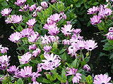 Osteospermum 'Summertime Pink Charm' (Cape marigold, Cape daisy, Rain daisy, African daisy)