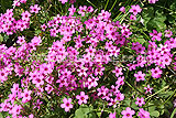 Oxalis articulata (Shamrock)