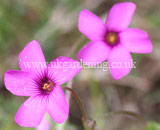 Oxalis articulata (Shamrock)