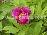 Paeonia delavayi (Tree peony)