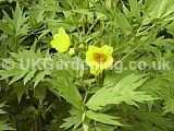 Paeonia lutea var. ludlowii (Tree peony)