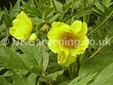 Paeonia lutea var. ludlowii (Tree peony)