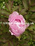 Paeonia suffruticosa 'Yoshinogawa' (Peony)