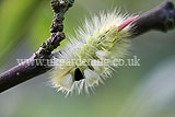 Pale tussock (Calliteara pudibunda) caterpillar