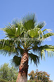 Washingtonia robusta (Fan palm)