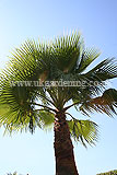 Washingtonia robusta (Fan palm)