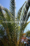 Palm