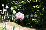 Papaver (Poppy)