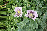 Papaver (Poppy)