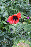 Papaver orientale 'Allegro'