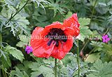 Papaver orientale 'Allegro'