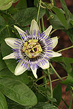 Passiflora caerulea (Passion flower)