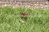 Aglais io Peacock butterfly (European peacock)
