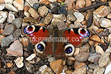 Aglais io Peacock butterfly (European peacock)