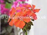 Pelargonium (Geranium)