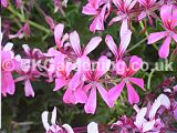 Pelargonium (Geranium)